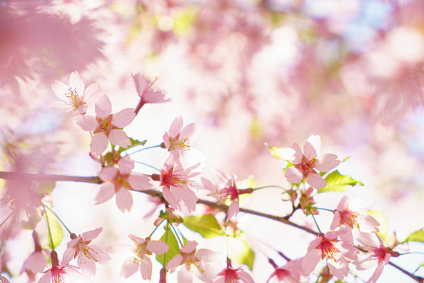istock Fantastic cherry blossom in the sun light 539644718