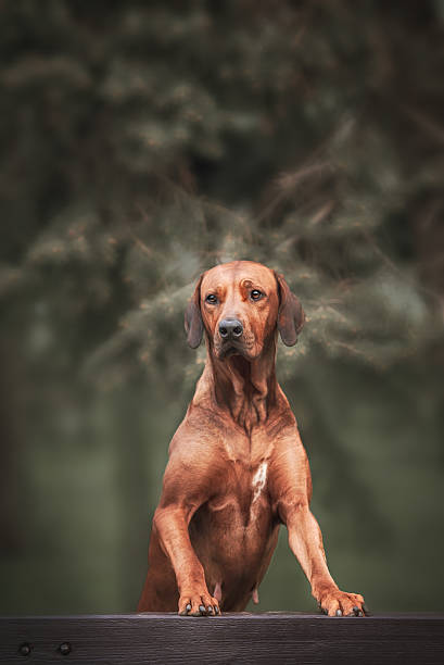 istock Beautiful dog rhodesian ridgeback hound outdoors 539645154