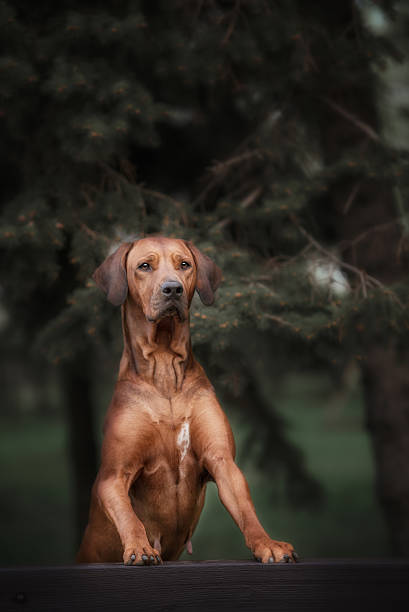 istock Beautiful dog rhodesian ridgeback hound outdoors 539645308