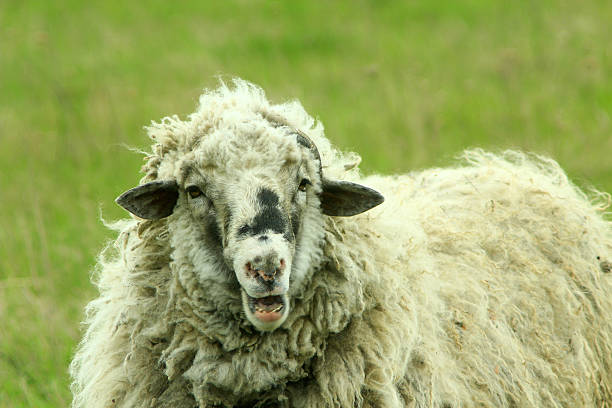 istock sheep with thick fleece on the pasture 539645312
