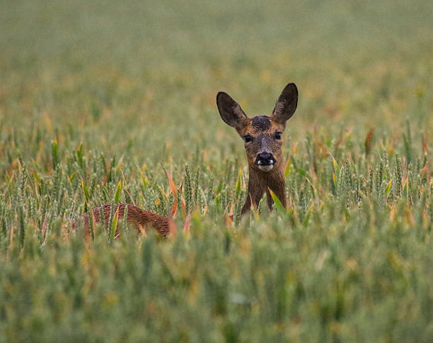 istock Female Roe Deer in Field 539645606