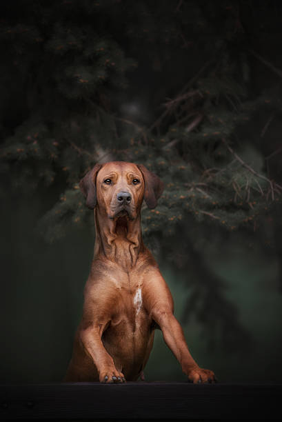 istock Beautiful dog rhodesian ridgeback hound outdoors 539645618