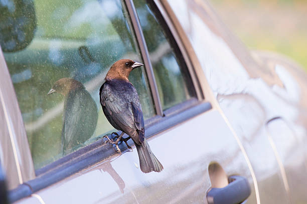 istock The brown-headed cowbird 539645704