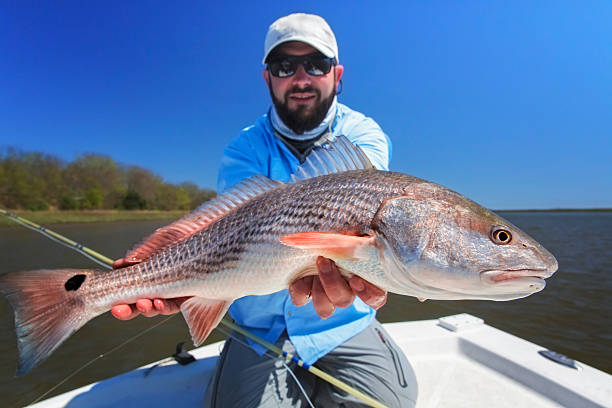 Fisherman with a large redfish Fly fisherman holding a redfish in Charleston south carolina photos stock pictures, royalty-free photos & images