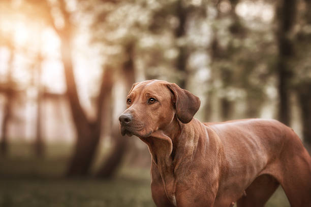 istock Beautiful dog rhodesian ridgeback hound outdoors 539646040