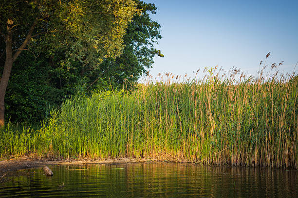 istock Green reeds, tree close to lake 539647024