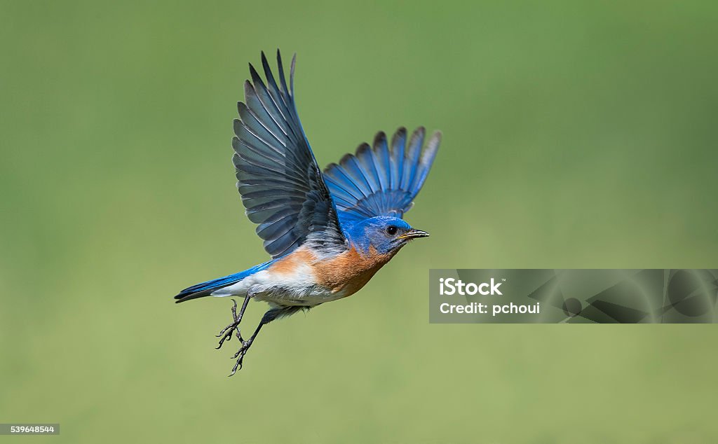 Eastern Bluebird, Sialia sialis, male bird in flight Uncommon bird. Eastern Bluebird, Sialia sialis, male bird in flight. Bird Stock Photo