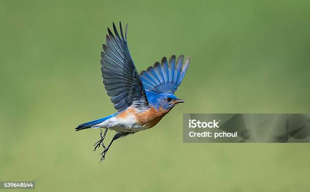 Eastern Bluebird Sialia Sialis Male Bird In Flight Stock Photo - Download Image Now