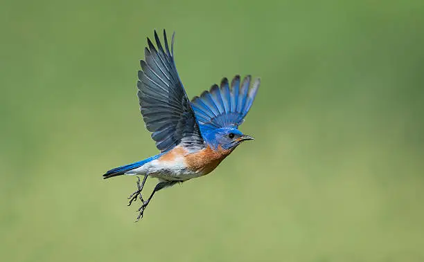 Photo of Eastern Bluebird, Sialia sialis, male bird in flight