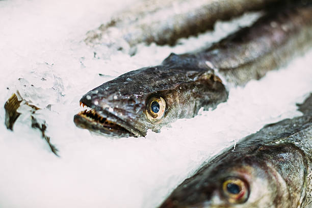 Fresh fish merluza or hake  ice on market store shop. Raw delicious fresh fish merluza or hake on ice on market store shop. Merluccius merluccius. merluza stock pictures, royalty-free photos & images
