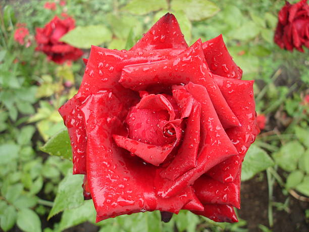 istock Dark red rose flower on a rainy day 539649510