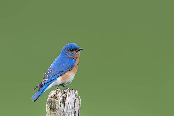Uncommon bird. Eastern Bluebird, Sialia sialis, male bird perching on pole. Green background.