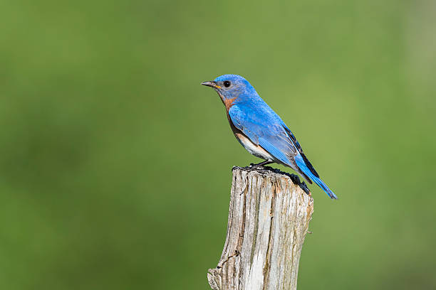 istock Eastern Bluebird, Sialia sialis, male bird perching on pole 539650430