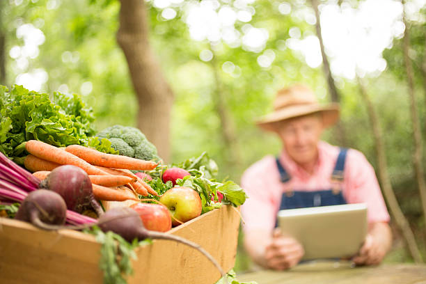 Senior adult, male farmer harvests organic vegetables.  Digital tablet.