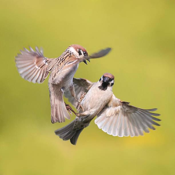 istock two birds of a Sparrow flying in the air 539651042