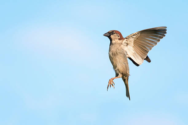 istock one bird Sparrow flying in the blue sky 539651452