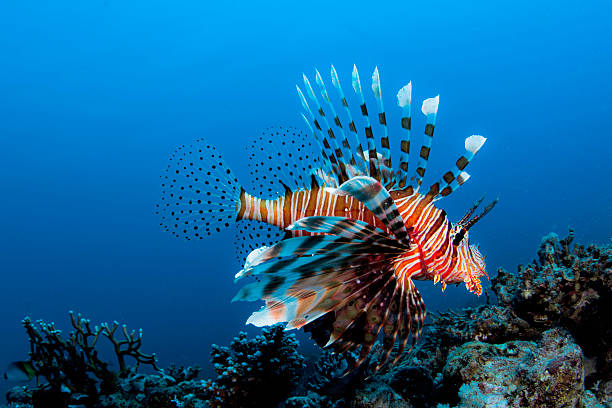 Dangerous A Lion fish in Aqaba Bay scorpionfish photos stock pictures, royalty-free photos & images