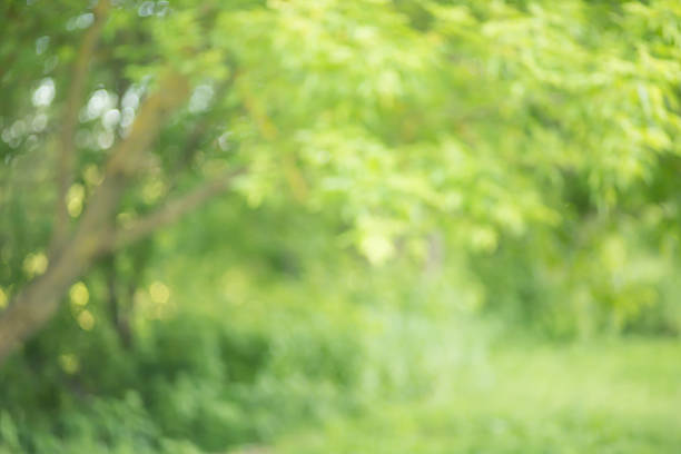 istock Green garden bokeh background, lens blur 539651680