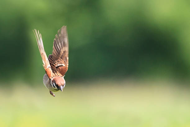 istock one bird a Sparrow flies swiftly in the summer right 539651804