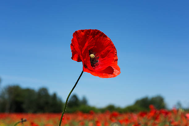 istock Meadow with poppy flowers 539651886