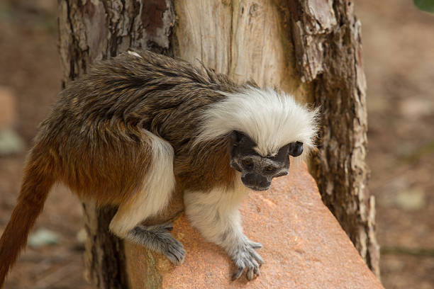 istock zoo animals in Cyprus zoo park 539652110