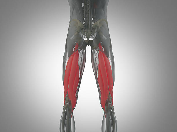 Hamstring muscle group, human anatomy muscle system. 3d illustration. Hamstring muscle group, human anatomy muscle system. 3d illustration. hamstring injury stock pictures, royalty-free photos & images