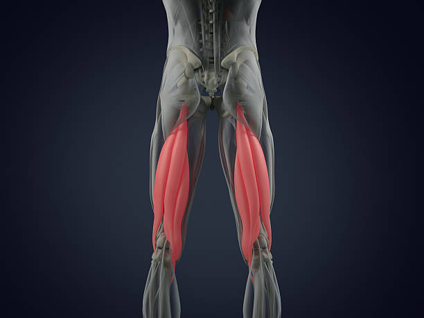 grupo muscular isquiotibial, sistema muscular de anatomía humana. ilustración 3d. - isquiotibial fotografías e imágenes de stock