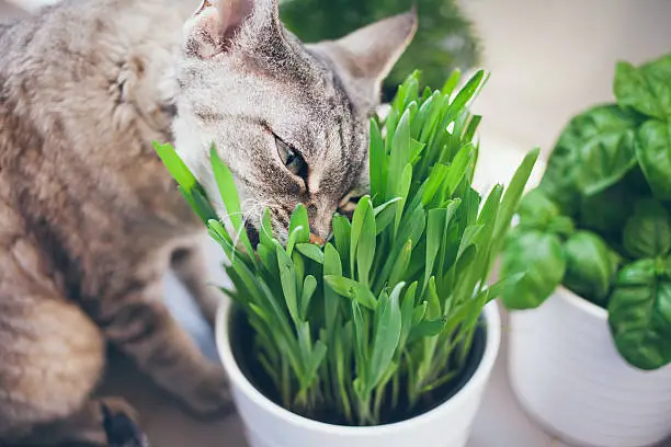 devon rex cat eats green grass