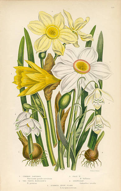 бледно-желтый, нарцисс, бледно-желтый, подснежник, лютик королевский ботанический иллюстрация - antique old fashioned daffodil single flower stock illustrations