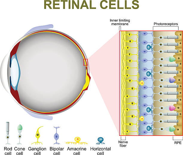 Photoreceptor cells in the retina of the eye Photoreceptor cells in the retina of the eye. retinal cells. rod cell and cone cell. The arrangement of retinal cells is shown in a cross section human eye stock illustrations