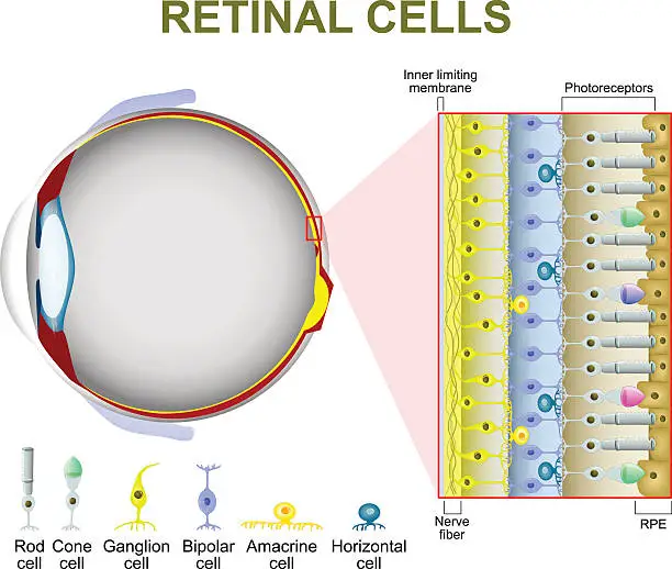 Vector illustration of Photoreceptor cells in the retina of the eye