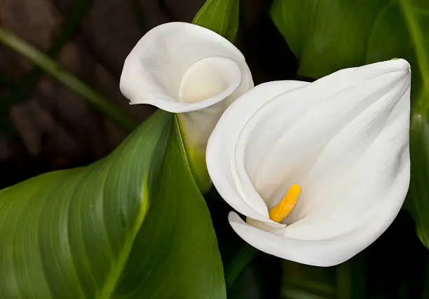 Closeup of a Calla-lily (Zantedeschia aethiopica)  flower in a garden