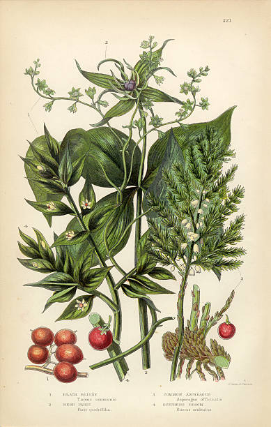 Very Rare, Beautifully Illustrated Antique Engraved Briony, Black Briony, Asparagus, Butchers Broom Victorian Botanical Illustration, from The Flowering Plants and Ferns of Great Britain, Published in 1846. Copyright has expired on this artwork. Digitally restored.