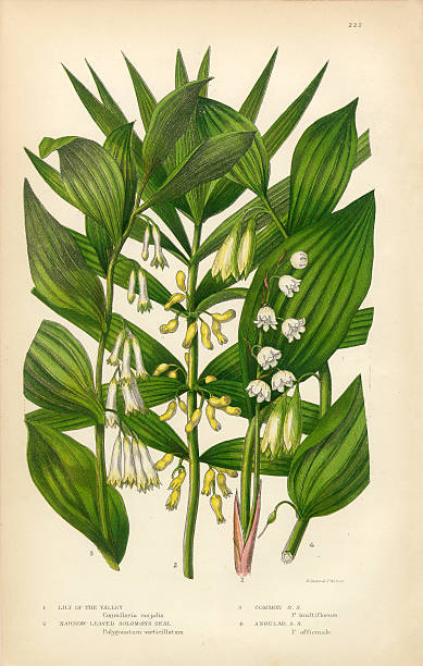 Lily of the Valley, Solomon’s Seal, Victorian Botanical Illustration Very Rare, Beautifully Illustrated Antique Engraved Lily of the Valley, Solomon’s Seal, Victorian Botanical Illustration, from The Flowering Plants and Ferns of Great Britain, Published in 1846. Copyright has expired on this artwork. Digitally restored. lily of the valley antique botanical engraving stock illustrations