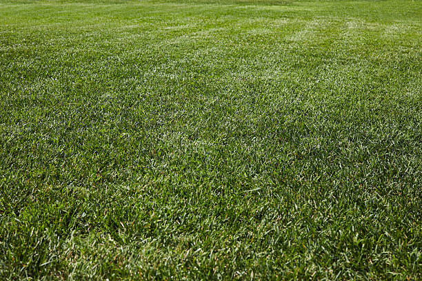 relva verde - soccer soccer field grass artificial turf imagens e fotografias de stock