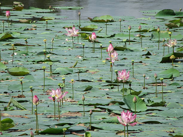 Lotus Flowers stock photo
