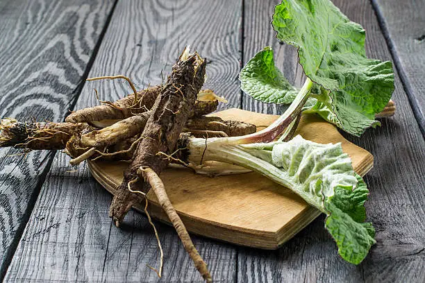 Medicinal plant - a burdock, is used for the treatment and care of hair. The roots and leaves of burdock on a cutting board on a dark wooden background