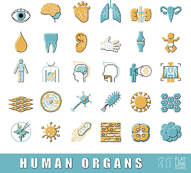 zestaw wysokiej jakości ikon płaskiej linii. - nerve cell healthcare and medicine research human hand stock illustrations