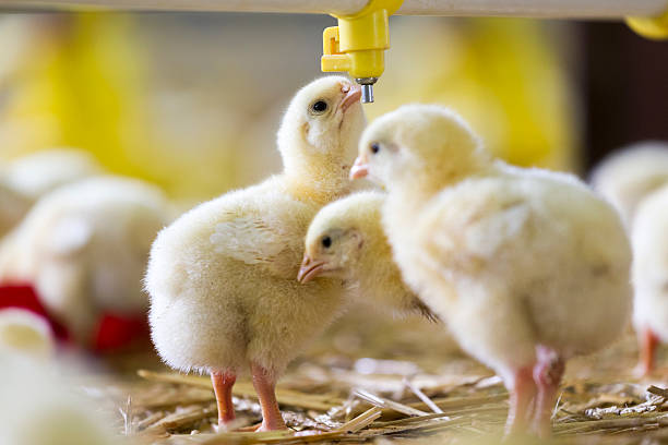 istock Baby chicken at the farm drinking water 539657470