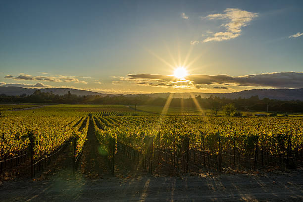 Sunrays shine on Sonoma California vineyard at sunset golden hour Golden hour in Sonoma Valley wine country in autumn. Sun beams through low clouds over rows of grapevines at harvest time. golden hour drink stock pictures, royalty-free photos & images