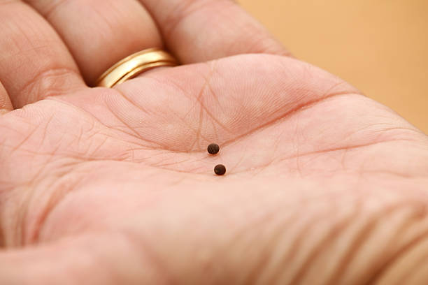 Mustard Seeds in the Palm of Hand stock photo