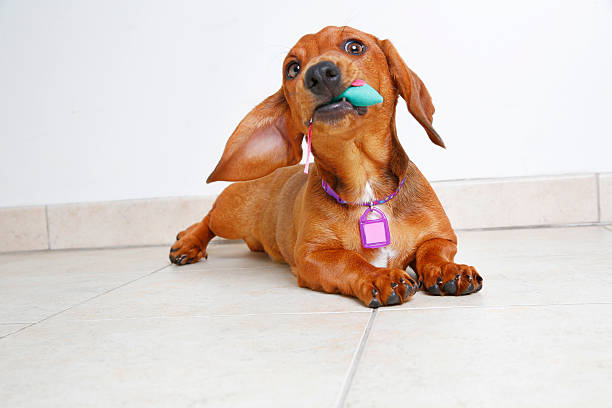 istock Cute Dachshund puppy playing with toy. 539659148
