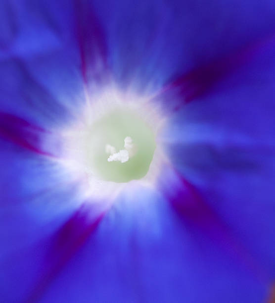 Grande plano da imagem de um roxo Glória da manhã flor - fotografia de stock