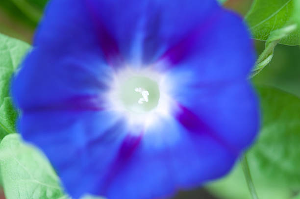 Grande plano da imagem de um azul Glória da manhã flor - fotografia de stock