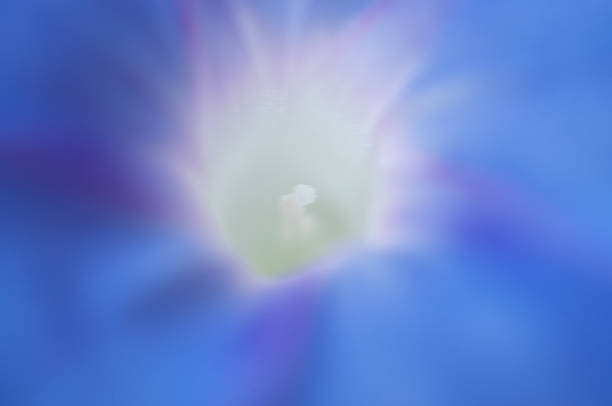 Close up image of a blue morning glory flower stock photo