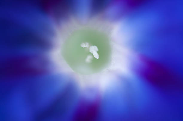 Close up image of a blue morning glory flower stock photo