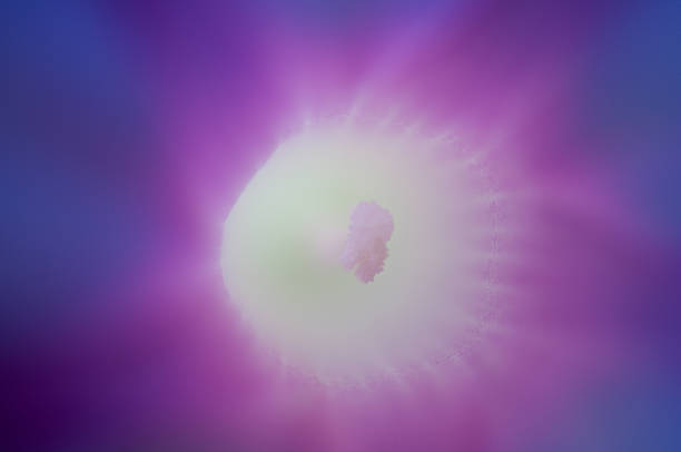 Grande plano da imagem de um roxo Glória da manhã flor - fotografia de stock