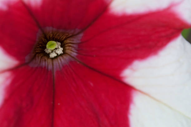 Nahaufnahme Bild eine rote und weiße Petunie – Foto