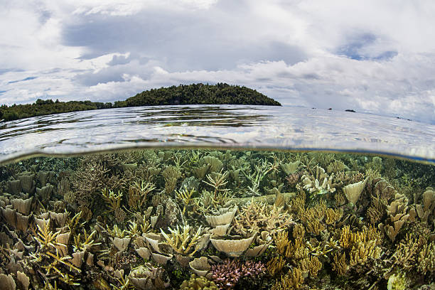 istock Fragile Corals and Tropical Islands in Indonesia 539659700