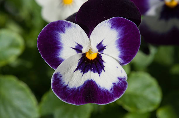 Single purple and white pansy stock photo